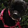animal, black_dog, canine, close_up, companion, cute, dark, dog, domestic_animal, grass, harness, looking_at_camera, mammal, nature, night, outdoor, pet, reflection, small_dog, young_dog
