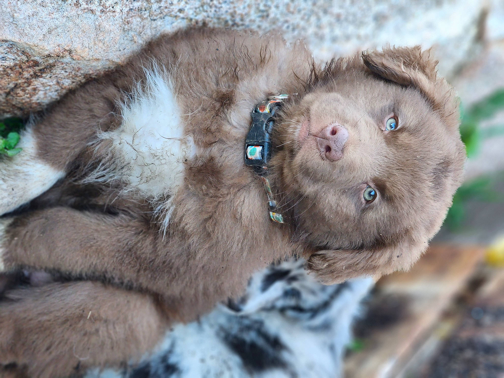 Brida is registered to the contest to win money with this photo: canidae, carnivore, collar, dog, dog_breed, fawn, felidae, fur, liver, small_to_medium_sized_cats, sporting_group, terrestrial_animal, whiskers, wildlife, working_animal