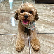 Luka joined the competition — help win amazing prizes! dog, puppy, bandana, tongue_out, happy, cute, pet, fur, indoor, tile_floor, animal, small_dog, smiling, front_paws, brown_fur, companion, playful, domestic_animal, friendly, adorable