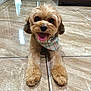 dog, puppy, bandana, tongue_out, happy, cute, pet, fur, indoor, tile_floor, animal, small_dog, smiling, front_paws, brown_fur, companion, playful, domestic_animal, friendly, adorable