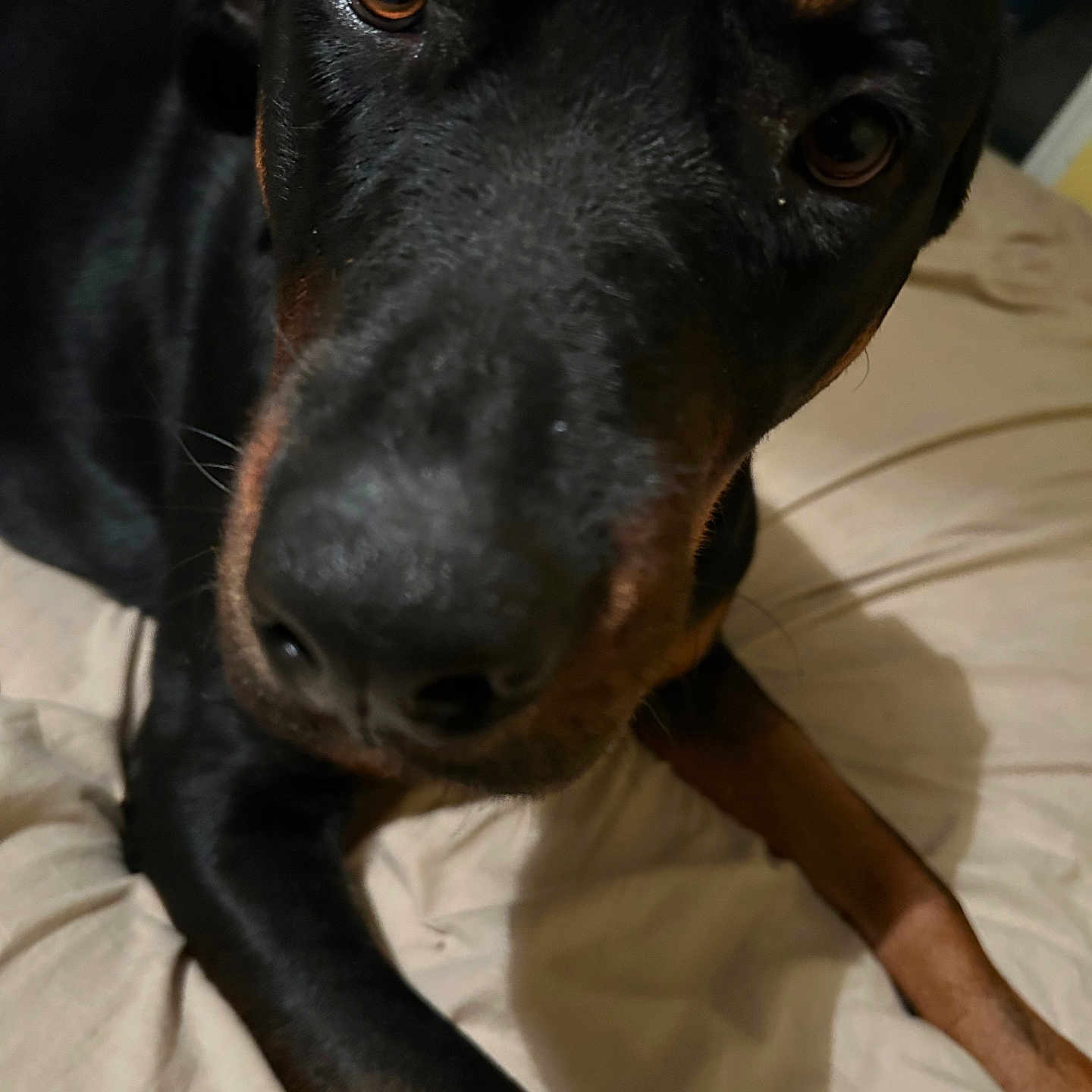 Daisy is registered to the contest to win money with this photo: animal, appenzeller, beagle, bed, bedroom, blanket, canine, couch, dog, furniture, hound, indoors, labradorretriever, person, pet, pointer, puppy, room, sleeping, snout