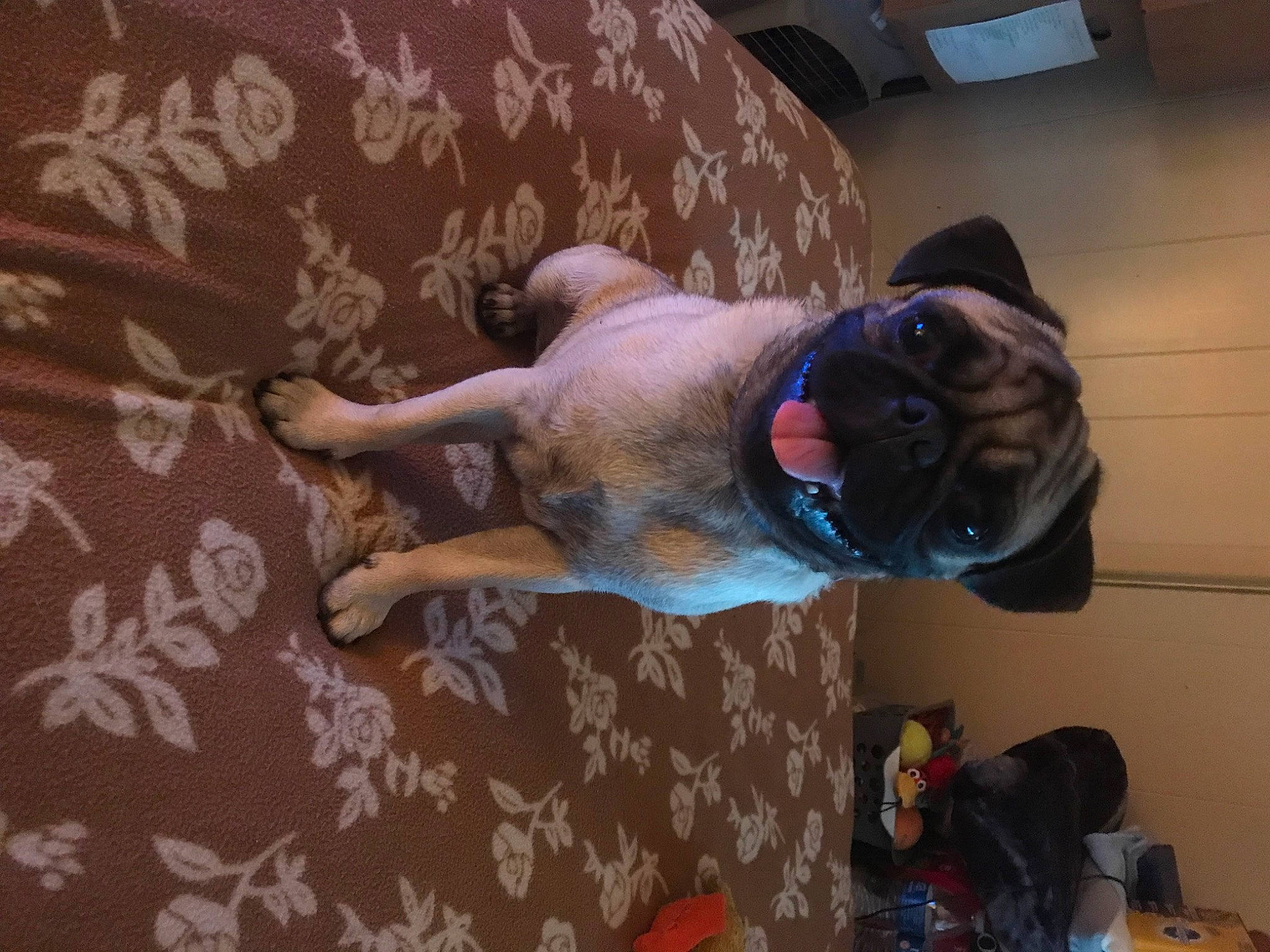 Omar joined the competition — help win amazing prizes! carnivore, collar, comfort, companion_dog, couch, dog, dog_breed, dog_supply, fawn, flooring, fur, guard_dog, non_sporting_group, snout, sporting_group, working_animal