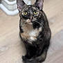 Callie is registered to the contest to win money with this photo: cat, tortoiseshell, pet, animal, indoor, floor, fur, green_eyes, whiskers, ears, tail, cute, domestic, feline, looking_up, sitting, curious, blurred_background, closeup, soft_light