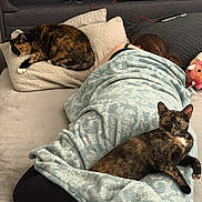 Callie joined the competition — help win amazing prizes! cat, tortoiseshell_cat, bed, blanket, pillow, person, sleeping, resting, indoor, furniture, cozy, relaxing, animal, pet, fur, lying_down, home, quiet, comfort, nap