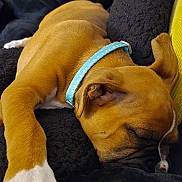 Rocket a rejoint le concours — aidez-le/la à gagner de superbes lots ! dog, puppy, sleeping, brown, collar, pet, resting, cozy, blanket, indoor, paw, fur, closeup, relaxation, animal, cute, canine, comfort, soft, napping