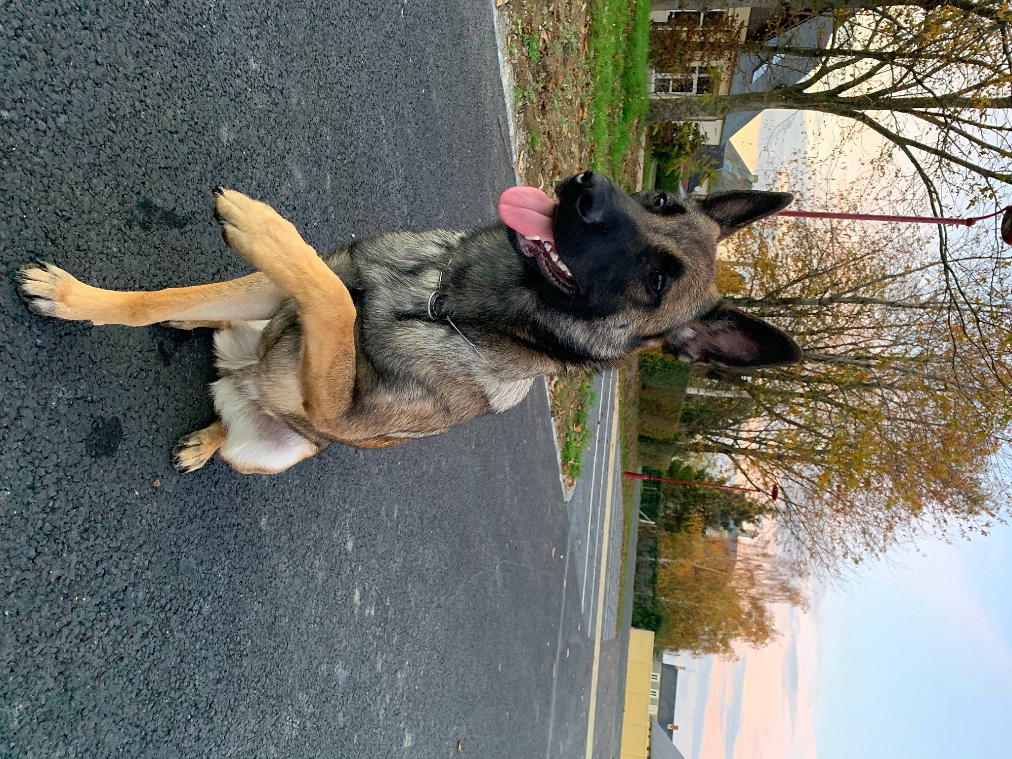 Inka participe au concours pour gagner de l'argent avec cette photo : asphalt, canidae, carnivore, companion_dog, dog, dog_breed, german_shepherd_dog, guard_dog, herding_dog, king_shepherd, old_german_shepherd_dog, paw, road_surface, shadow, snout, sporting_group, tar, twig, working_animal, working_dog