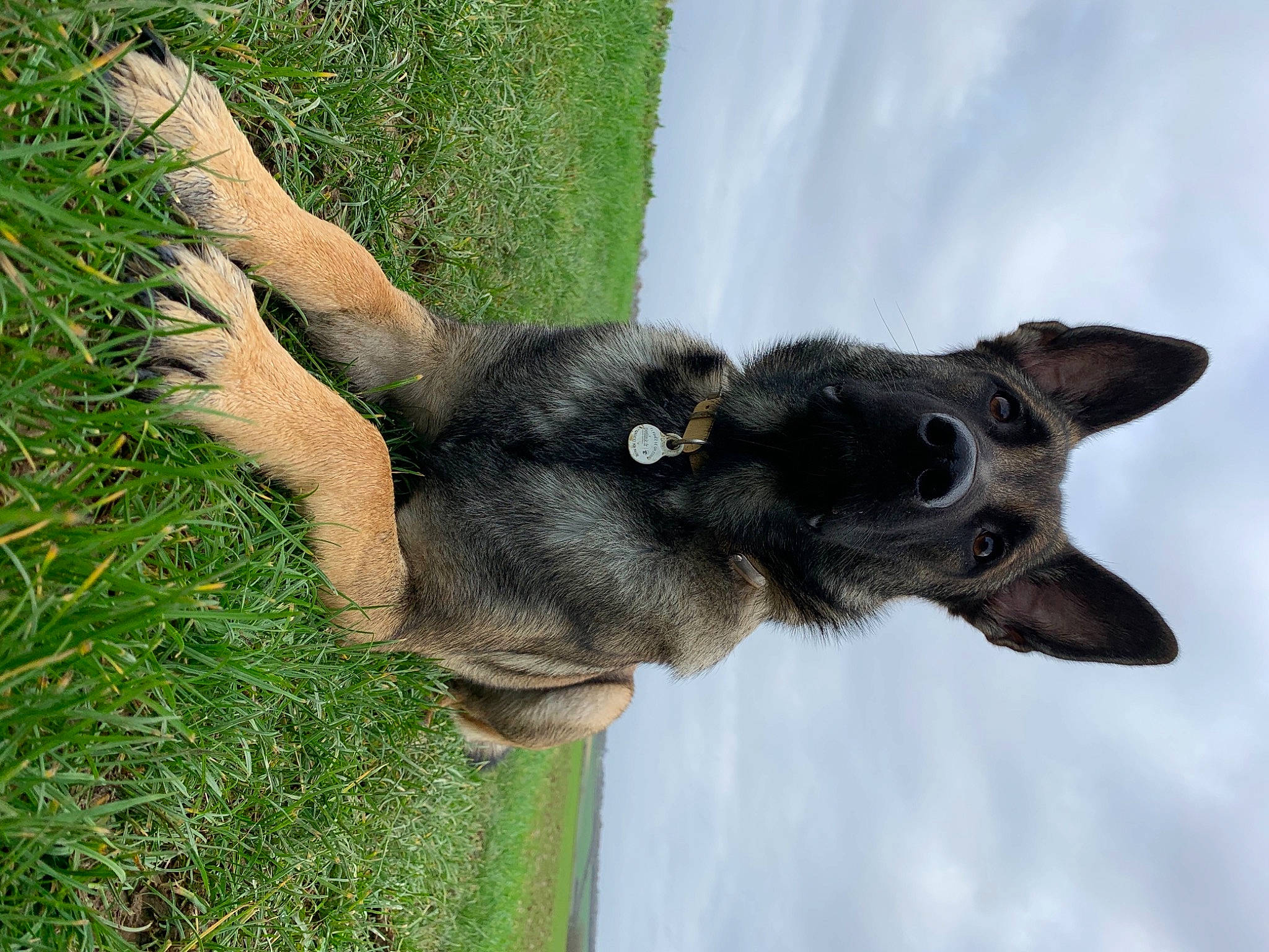 Inka participe au concours pour gagner de l'argent avec cette photo : canidae, dog_breed, grass, grass_family, lawn, paw, snout, terrestrial_animal, vertebrate, wildlife, working_animal, working_dog