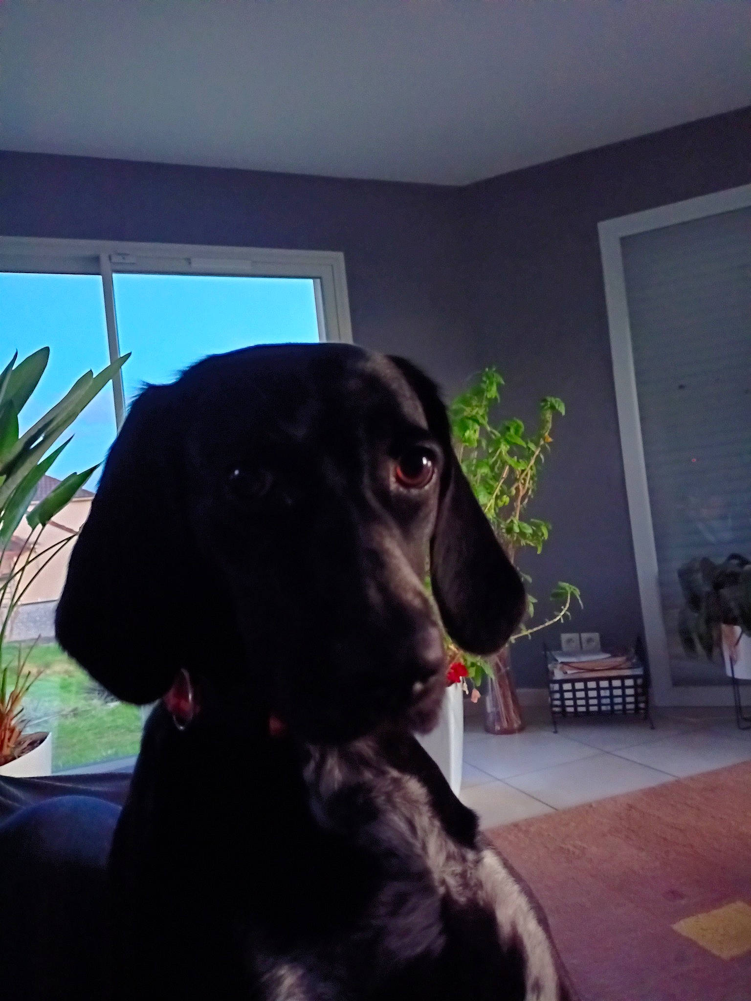 Satine participe au concours pour gagner de l'argent avec cette photo : carnivore, chair, companion_dog, dog, dog_breed, dog_collar, fawn, flowerpot, fur, gun_dog, houseplant, liver, pet_supply, plant, snout, sporting_group, tints_and_shades, whiskers, window, working_animal