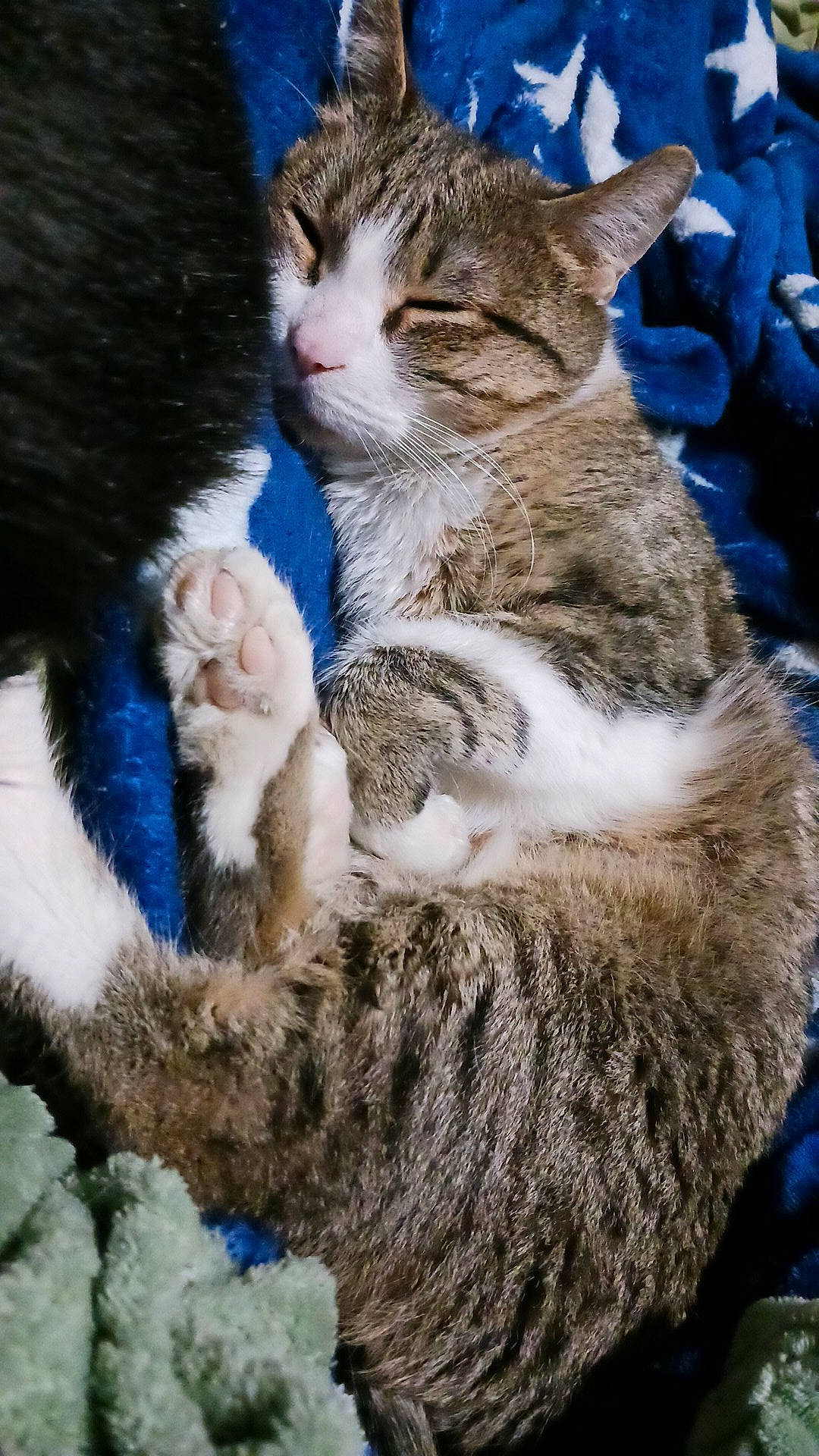 Cleopatra is registered to the contest to win money with this photo: blue, carnivore, cat, claw, domestic_short_haired_cat, fawn, felidae, fur, grass, hug, paw, sitting, small_to_medium_sized_cats, snout, tail, terrestrial_animal, tree, whiskers, wildlife