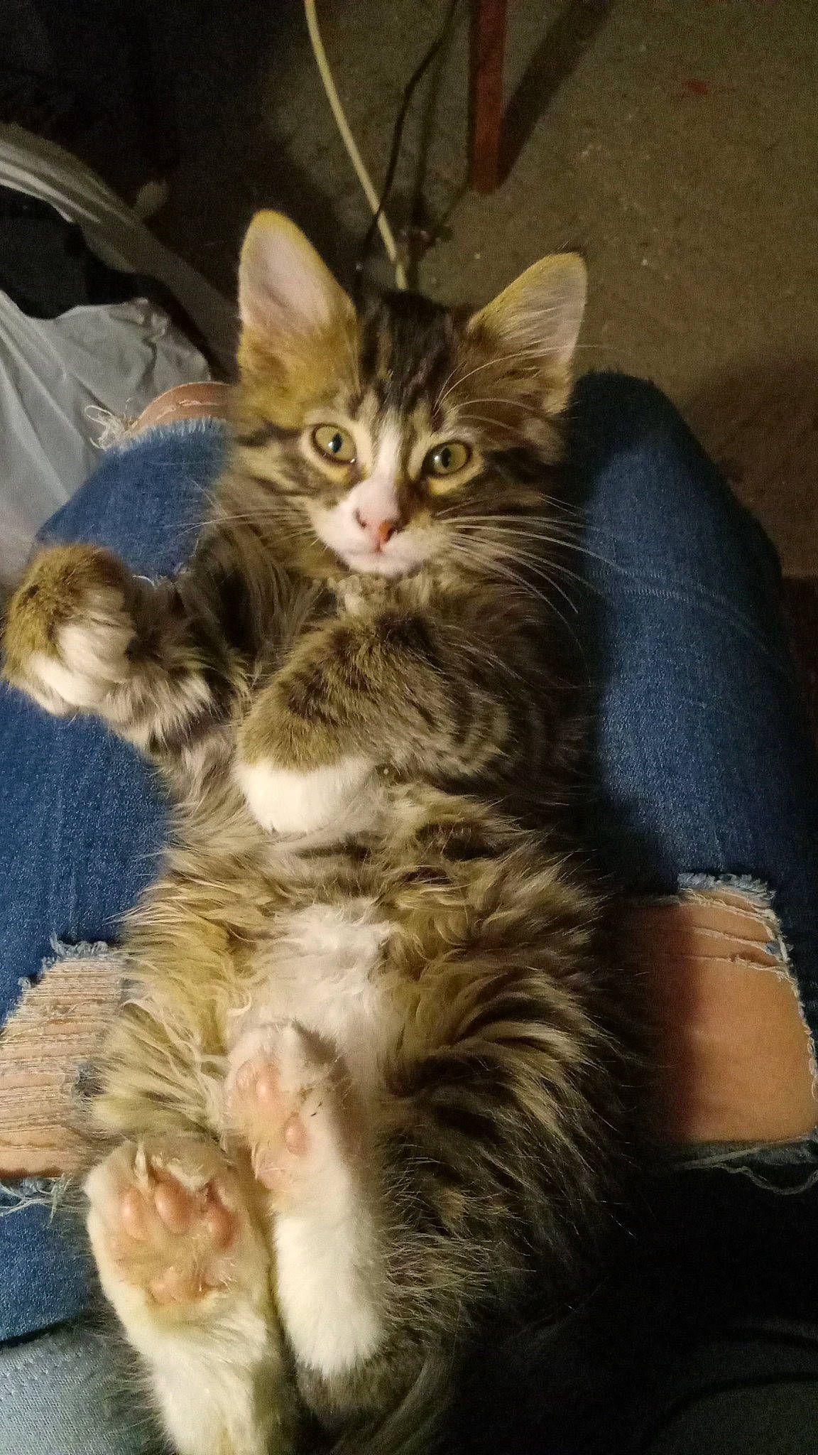 Reggie joined the competition — help win amazing prizes! carnivore, cat, claw, comfort, domestic_short_haired_cat, fawn, felidae, foot, fur, lap, paw, sitting, small_to_medium_sized_cats, snout, tail, terrestrial_animal, whiskers