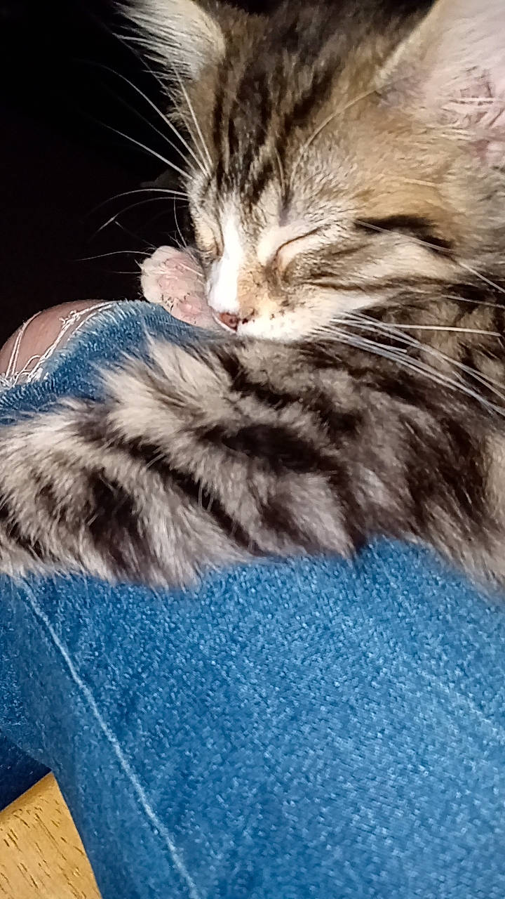 Reggie joined the competition — help win amazing prizes! carnivore, cat, claw, comfort, domestic_short_haired_cat, electric_blue, felidae, flooring, fur, paw, small_to_medium_sized_cats, snout, tail, terrestrial_animal, whiskers