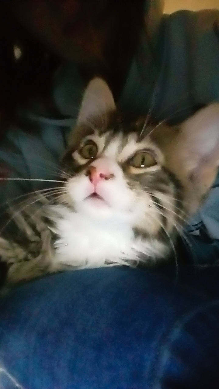 Reggie joined the competition — help win amazing prizes! carnivore, cat, claw, comfort, darkness, domestic_short_haired_cat, ear, eye, fawn, felidae, fur, paw, small_to_medium_sized_cats, snout, whiskers