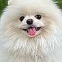 Coco is registered to the contest to win money with this photo: dog, pomeranian, white_fur, fluffy, tongue_out, smiling, pet, animal, cute, portrait, outdoor, grass, closeup, fur, happy, face, small_dog, friendly, nose, eyes