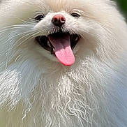 Coco joined the competition — help win amazing prizes! dog, pomeranian, white_fur, fluffy, tongue_out, happy, pet, animal, portrait, close_up, outdoor, green_background, cute, small_dog, fur, canine, smiling, tongue, sunlight, friendly