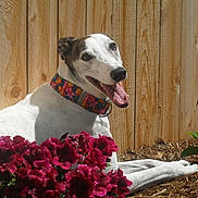 Jodie joined the competition — help win amazing prizes! dog, canine, pet, animal, collar, flower, pink_flower, garden, wooden_fence, sunlight, outdoor, happy, tongue_out, lying_down, nature, green_leaves, summer, close_up, portrait, cheerful