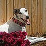 dog, canine, pet, animal, collar, flower, pink_flower, garden, wooden_fence, sunlight, outdoor, happy, tongue_out, lying_down, nature, green_leaves, summer, close_up, portrait, cheerful