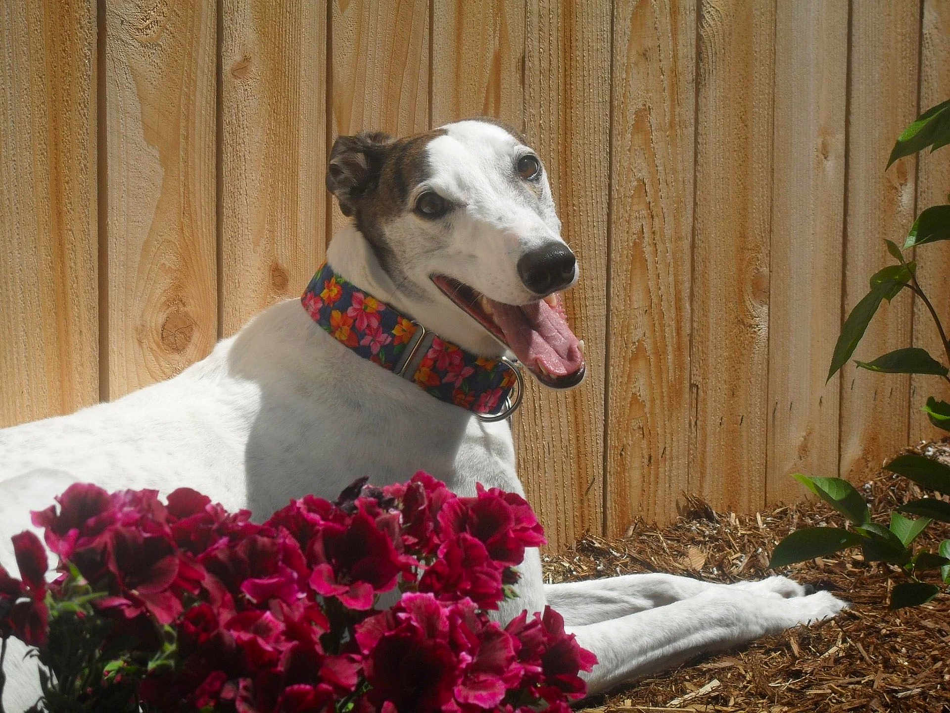 Jodie joined the competition — help win amazing prizes! dog, canine, pet, animal, collar, flower, pink_flower, garden, wooden_fence, sunlight, outdoor, happy, tongue_out, lying_down, nature, green_leaves, summer, close_up, portrait, cheerful