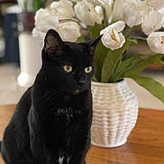 Kimber joined the competition — help win amazing prizes! animal, black_cat, cat, close_up, cute, domestic_cat, eyes, feline, flower_vase, fur, indoor, pet, plant, relaxed, sitting, still_life, table, whiskers, white_flowers, wooden_table