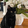 animal, black_cat, cat, close_up, cute, domestic_cat, eyes, feline, flower_vase, fur, indoor, pet, plant, relaxed, sitting, still_life, table, whiskers, white_flowers, wooden_table