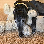 Harley is registered to the contest to win money with this photo: dog, black_dog, teddy_bear, stuffed_animal, carpet, indoor, pet, cuddling, cute, cozy, animal, collar, fur, lying_down, soft_toy, snuggling, close_up, home, relaxing, companion