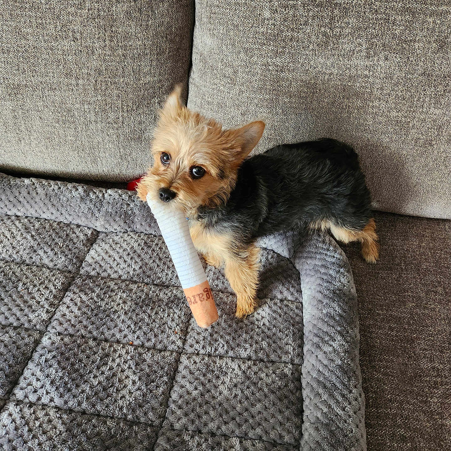 Bulleit joined the competition — help win amazing prizes! animal, architecture, blanket, building, canine, cat, chihuahua, couch, cushion, dog, furniture, homedecor, indoors, interiordesign, kitten, linen, pet, poodle, puppy, terrier