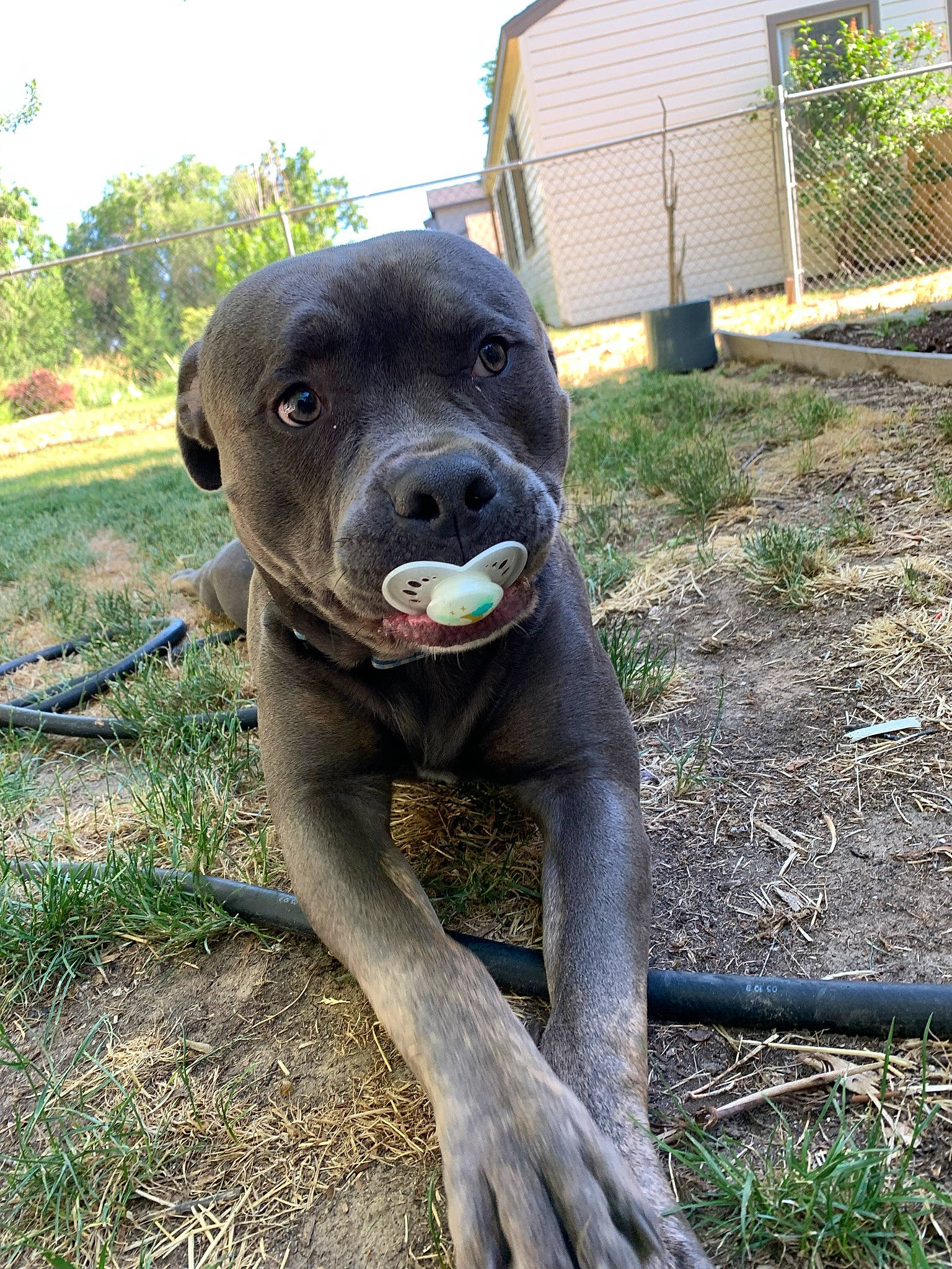 Enzo joined the competition — help win amazing prizes! canidae, carnivore, companion_dog, dog, dog_breed, fawn, garden, grass, home_fencing, liver, plant, sculpture, sky, snout, soil, sporting_group, tail, terrestrial_animal, tree, working_animal