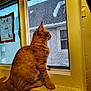 animal, cat, cozy, curious, daylight, drawing, feline, fox, home, house, indoor, looking_out, orange_tabby, pet, screen, sitting, snow, taped, window, windowsill