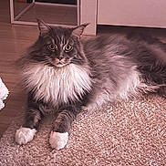 Sao participe au concours pour gagner de l'argent avec cette photo : animal, cabinet, carpet, cat, cozy, curious, floor, fluffy, furniture, gray, home, indoor, long_hair, lying, paws, pet, relaxed, whiskers, white, wide_eyes