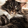 Sao a rejoint le concours — aidez-le/la à gagner de superbes lots ! animal, birthday_message, cat, celebration, close_up, cozy, cute, feline, fluffy, fur, green_eyes, indoors, paw, pet, pink_paw_pads, portrait, relaxed, soft_light, text_overlay, whiskers