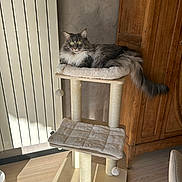 Sao participe au concours pour gagner de l'argent avec cette photo : animal, cat, cat_tree, cozy, fluffy, furniture, gray, home, indoor, long_tail, padded, pet, play_toy, radiator, relaxed, soft, sunlight, white, window_light, wood_floor