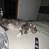Sao participe au concours pour gagner de l'argent avec cette photo : animal, bed, blanket, cat, cozy, domestic_cat, door, fur, furniture, gray_cat, home, indoor, pet, pillow, remote_control, resting, room, sleeping, wall, white_cat