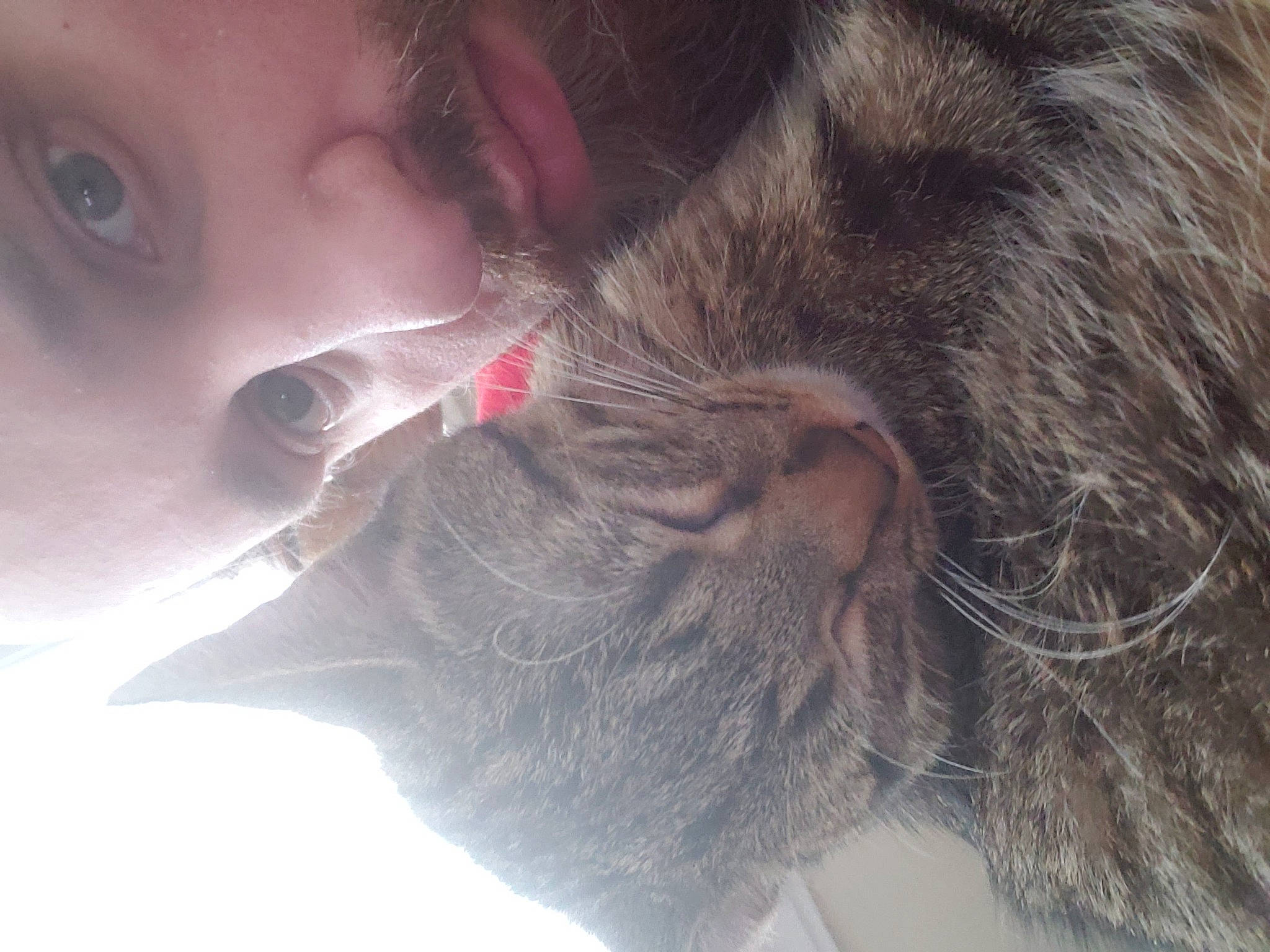 Mylo is registered to the contest to win money with this photo: beard, carnivore, cat, dog_breed, domestic_short_haired_cat, ear, eyelash, fawn, felidae, fur, gesture, happy, liver, mouth, nose, skin, small_to_medium_sized_cats, snout, tail, whiskers