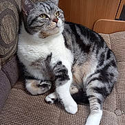 Elsa is registered to the contest to win money with this photo: cat, tabby_cat, indoor, sofa, furniture, pet, resting, fur, whiskers, paw, closeup, domestic_cat, cozy, relaxed, striped, animal, mammal, cute, household, looking