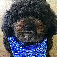 Marley is registered to the contest to win money with this photo: dog, black_dog, curly_fur, bandana, blue_bandana, pet, animal, cute, looking_up, indoor, carpet, portrait, friendly, small_dog, fur, muzzle, ears, whiskers, adorable, companion