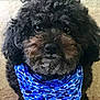 dog, black_dog, curly_fur, bandana, blue_bandana, pet, animal, cute, looking_up, indoor, carpet, portrait, friendly, small_dog, fur, muzzle, ears, whiskers, adorable, companion