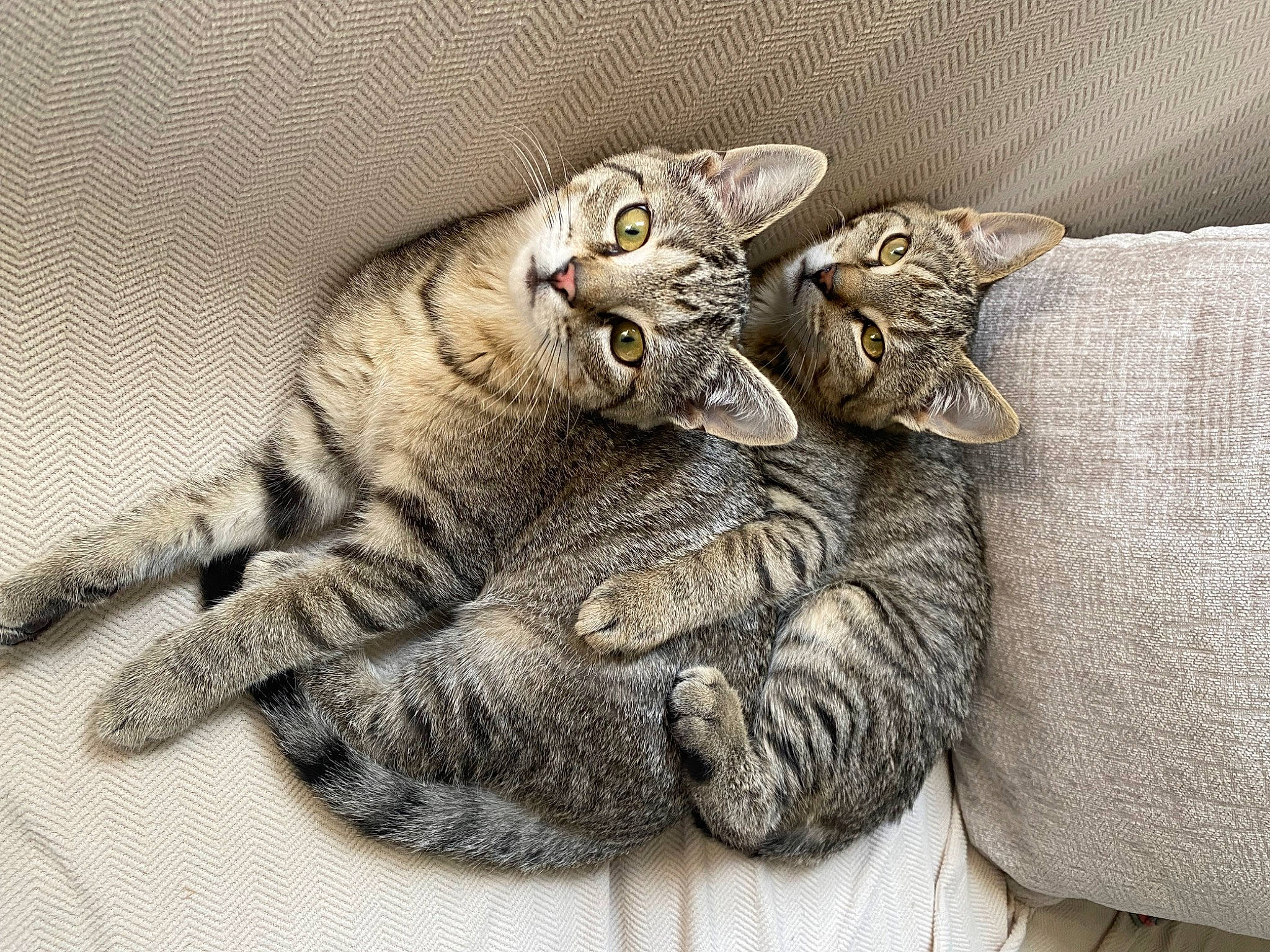 Allie joined the competition — help win amazing prizes! carnivore, cat, claw, comfort, domestic_short_haired_cat, eye, felidae, fur, gesture, grey, hand, paw, small_to_medium_sized_cats, snout, tail, terrestrial_animal, whiskers