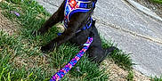 King Zaza is registered to the contest to win money with this photo: black_cat, cat, harness, leash, grass, sidewalk, outdoor, yellow_eyes, pet, animal, curious, greenery, nature, small_pet, sitting, daylight, colorful, playful, young_cat, alert