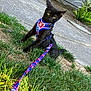 black_cat, cat, harness, leash, grass, sidewalk, outdoor, yellow_eyes, pet, animal, curious, greenery, nature, small_pet, sitting, daylight, colorful, playful, young_cat, alert