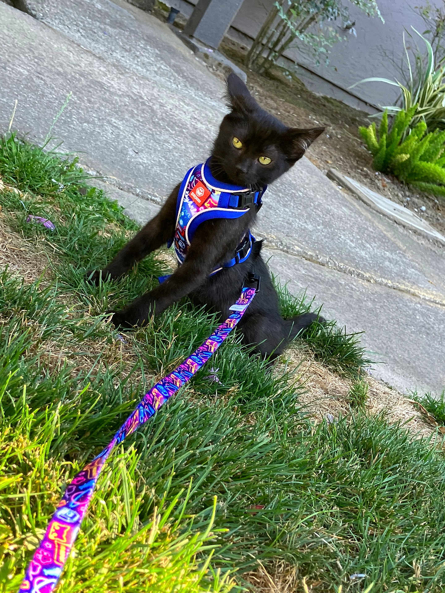 King Zaza is registered to the contest to win money with this photo: black_cat, cat, harness, leash, grass, sidewalk, outdoor, yellow_eyes, pet, animal, curious, greenery, nature, small_pet, sitting, daylight, colorful, playful, young_cat, alert
