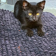 King Zaza joined the competition — help win amazing prizes! black_kitten, cat, kitten, pet, yellow_eyes, curious, lying_down, indoor, doorframe, mat, textured_mat, animal, feline, young_cat, ears, whiskers, paws, close_up, cute, domestic_animal