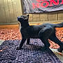 animal, black_cat, cat, curious, domestic_cat, fence, focus, honda, mat, natural_light, outdoor, pet, playful, red_banner, side_view, tail_up, texture, vehicle_tire, wooden_fence, young_cat