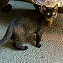 alert, animal, black_cat, concrete, curious, cute, ears, floor, indoor, kitten, light, pet, reflection, shadow, small, striped_fabric, tail, texture, whiskers, young_cat