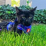 King Zaza is registered to the contest to win money with this photo: cat, kitten, black_cat, grass, outdoor, pet, harness, greenery, leafy_background, animal, young_cat, nature, daylight, alert, sitting, fur, whiskers, ears, closeup, garden