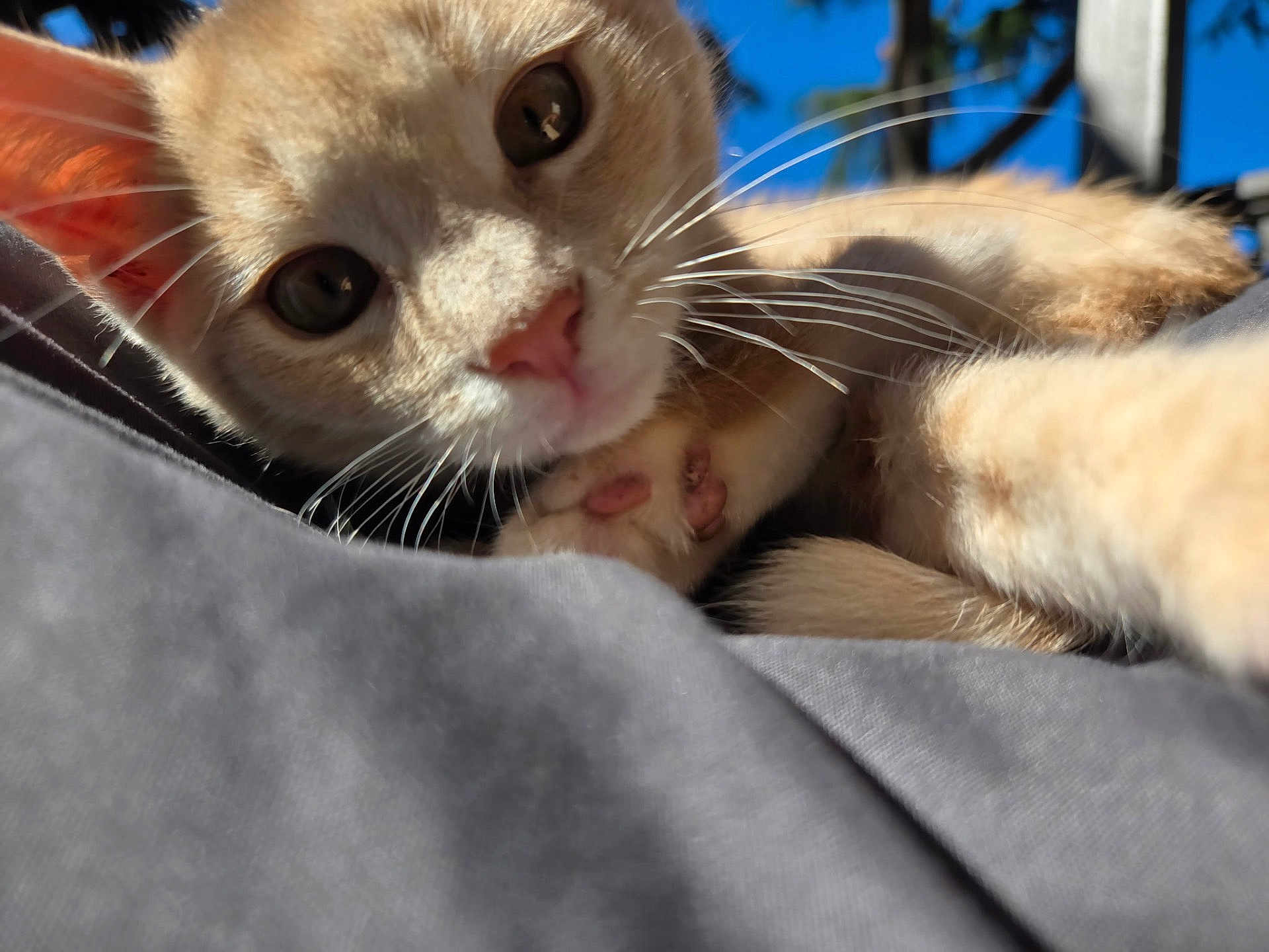 Bubs joined the competition — help win amazing prizes! kitten, cat, close_up, paw, whiskers, outdoor, sky, blue_sky, gray_fabric, pet, animal, cute, curious, young, feline, soft_light, sunny, portrait, relaxed