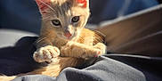 Bubs joined the competition — help win amazing prizes! cat, kitten, ginger_cat, whiskers, paw, blanket, sunlight, soft, fur, cute, pet, animal, relaxed, indoor, closeup, portrait, sleepy, cozy, curious, feline