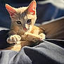 animal, blanket, cat, closeup, cozy, curious, cute, feline, fur, ginger_cat, indoor, kitten, paw, pet, portrait, relaxed, sleepy, soft, sunlight, whiskers