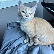 Bubs joined the competition — help win amazing prizes! cat, kitten, ginger_cat, indoor, blanket, window, curious, pet, animal, feline, young, sitting, fur, whiskers, ears, tail, gray, cozy, domestic, portrait