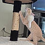 Bubs is registered to the contest to win money with this photo: kitten, cat, cat_tree, scratching_post, toy, orange_tabby, pet, indoor, feline, playful, fur, whiskers, paw, dangler, living_room, carpet, cute, curious, young_cat, pet_toy