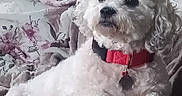 Crapule participe au concours pour gagner de l'argent avec cette photo : animal, blanket, collar, companion, cozy, cute, dog, domestic_animal, floral_pattern, fluffy, fur, indoor, lying_down, paw, pet, red_collar, relaxed, resting, small_dog, white