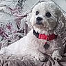 animal, blanket, collar, companion, cozy, cute, dog, domestic_animal, floral_pattern, fluffy, fur, indoor, lying_down, paw, pet, red_collar, relaxed, resting, small_dog, white